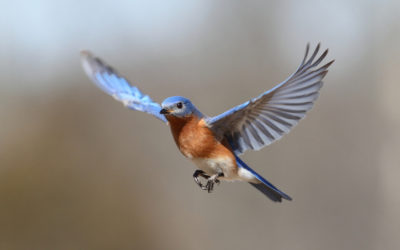 Bluebird Network Continues Momentum